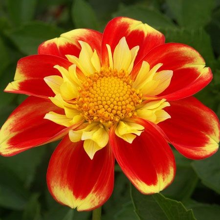 Collarette dahlia