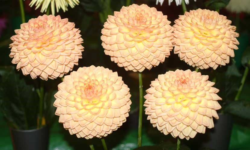 Decorative dahlia