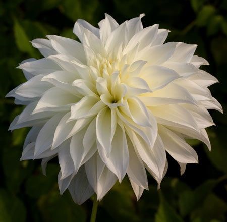 Decorative dahlia