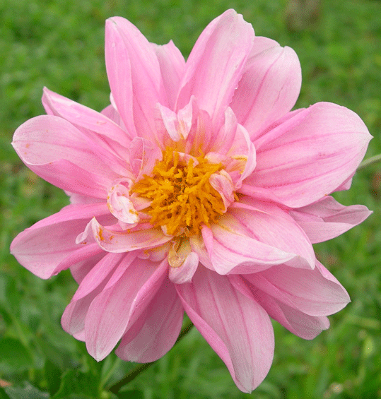 Miscellaneous dahlia