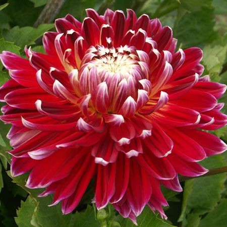 Miscellaneous dahlia