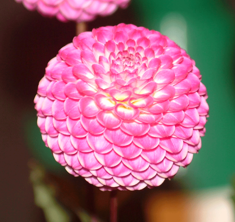 Pompon dahlia