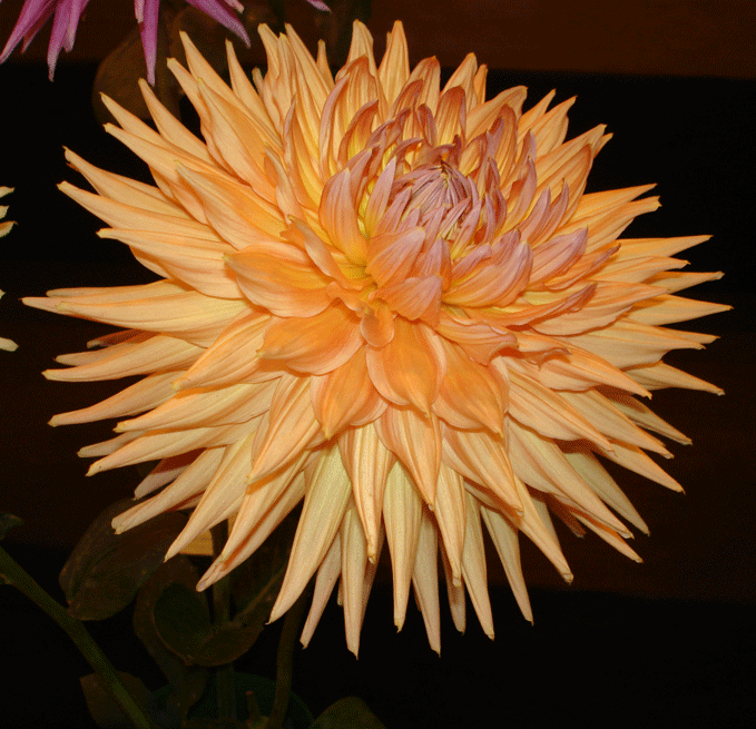 Semi-cactus dahlia