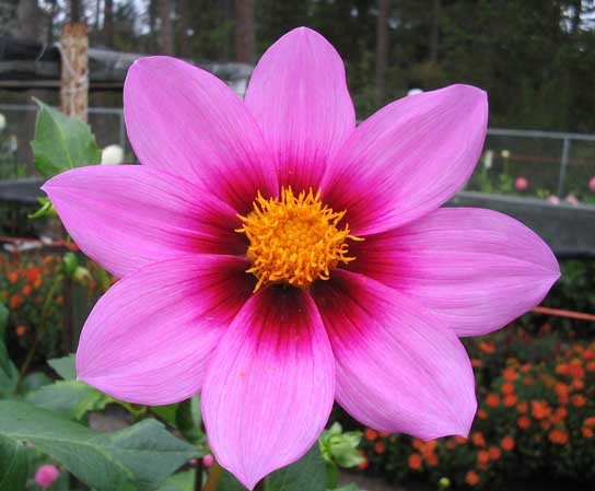 Single-flowered dahlia
