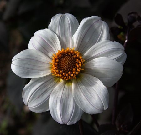 Single-flowered dahlia