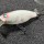 バズジェットでリバーバス攻略