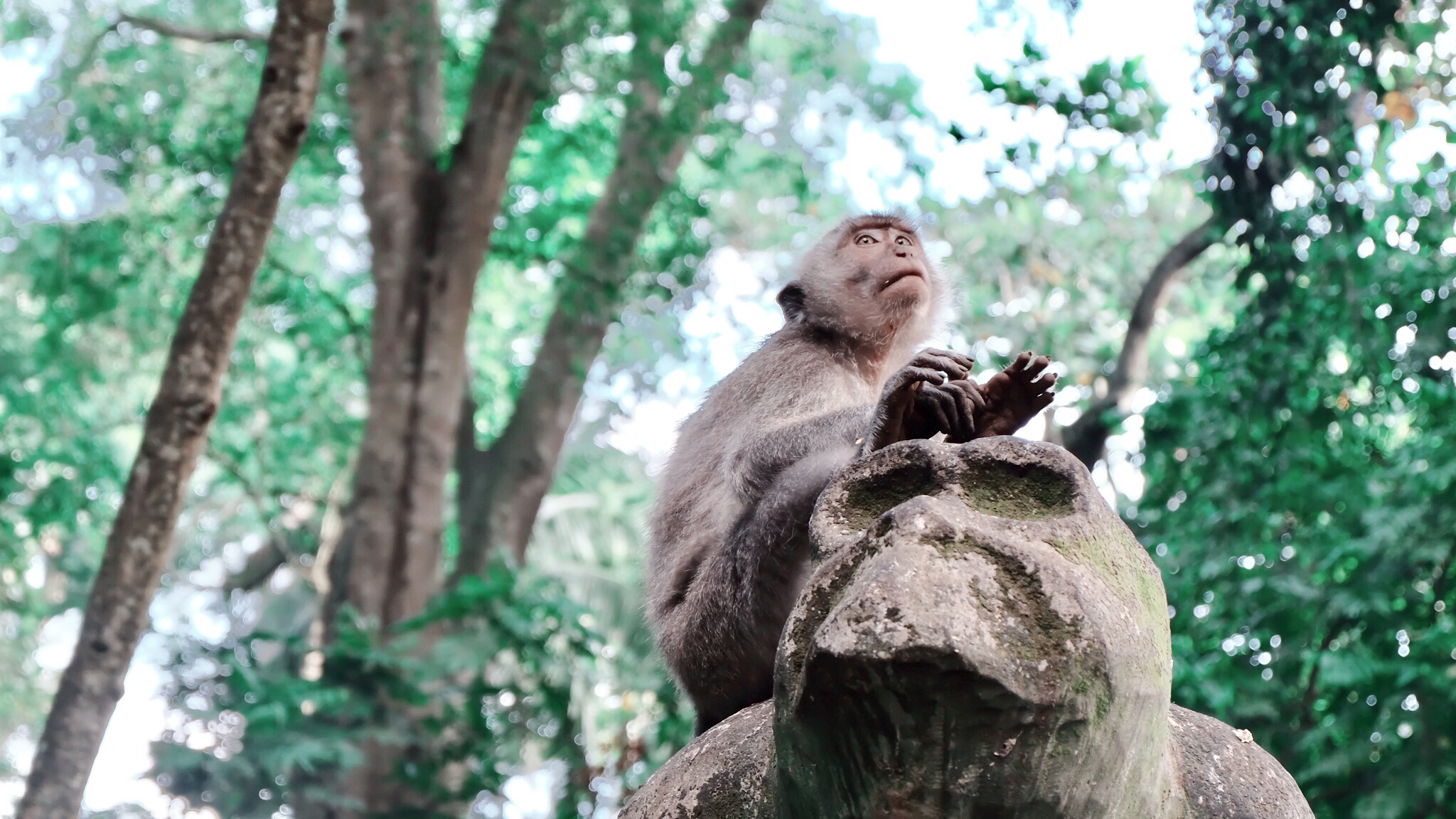 Ubud Monkey Forest