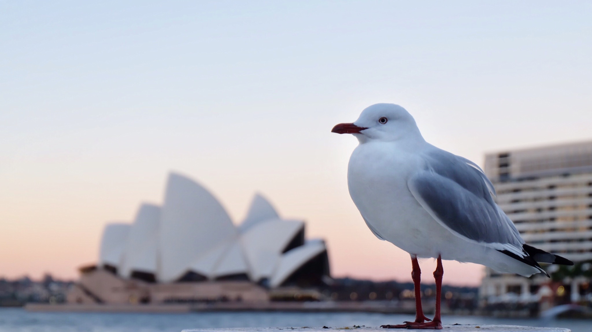 It's not the typical Opera House photo! It was really hard to take a good shot with all the tourists around.