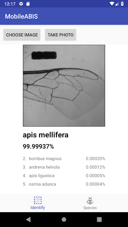 Github Deepabis Deepabis Deep Automated Bee Identification System - Premium Sunset Pattern Gallery - Ultra HD