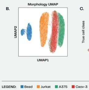 High Throughput Single Cell Morphology From Deepcell Deepcell - Premium Abstract Background Gallery - High Resolution