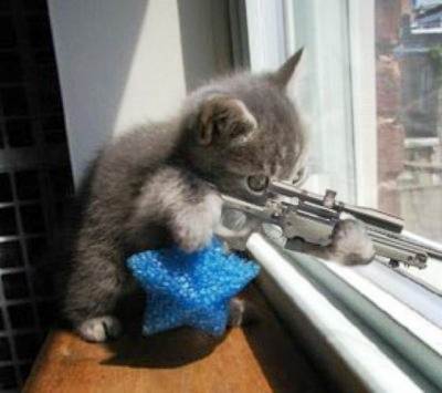 terrorist-cat