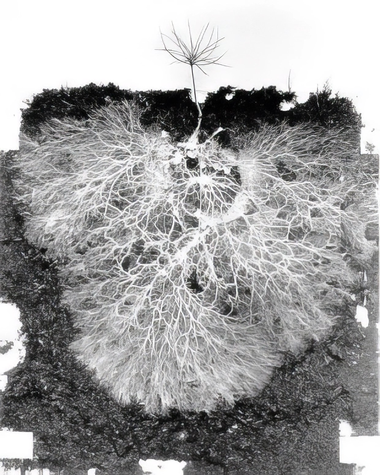 What are Mycorrhizal Fungi and How Do They Benefit Plants and 