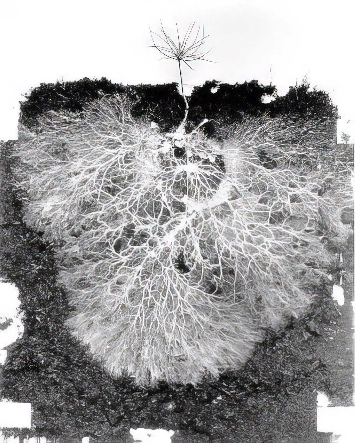 Arbuscular mycorrhizal networks: process and functions. A review