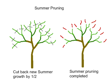 How To Bonsai A Lemon Tree Bonsai Tree Gardener