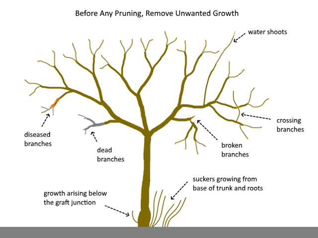 Four Reasons To Prune Your Fruit Tree For Small Size Storey Publishing