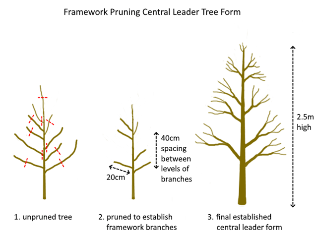 Four Reasons To Prune Your Fruit Tree For Small Size Storey Publishing