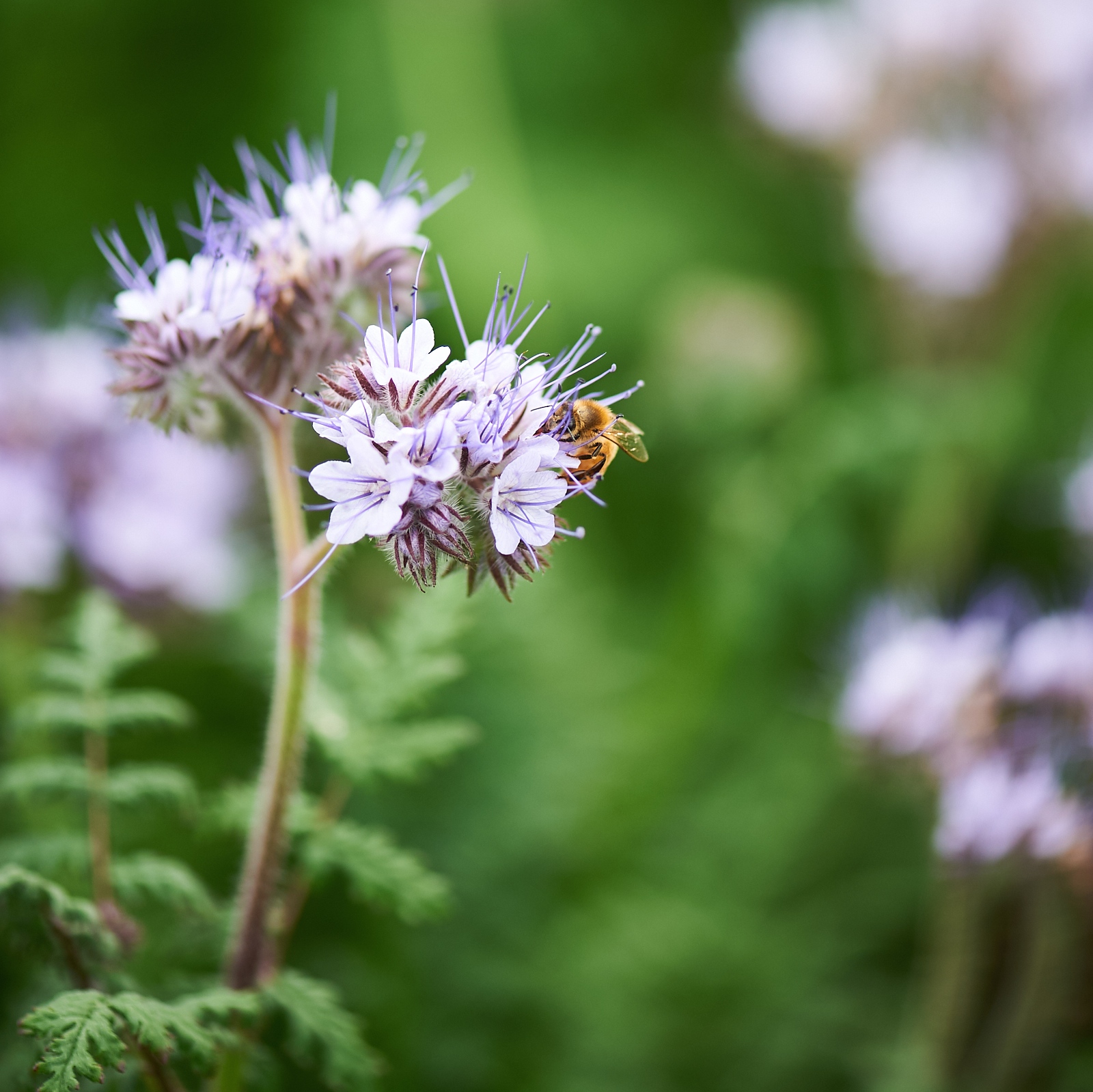 Learn how to exterminate bees and some information about them. Phacelia Deep Harvest Farm