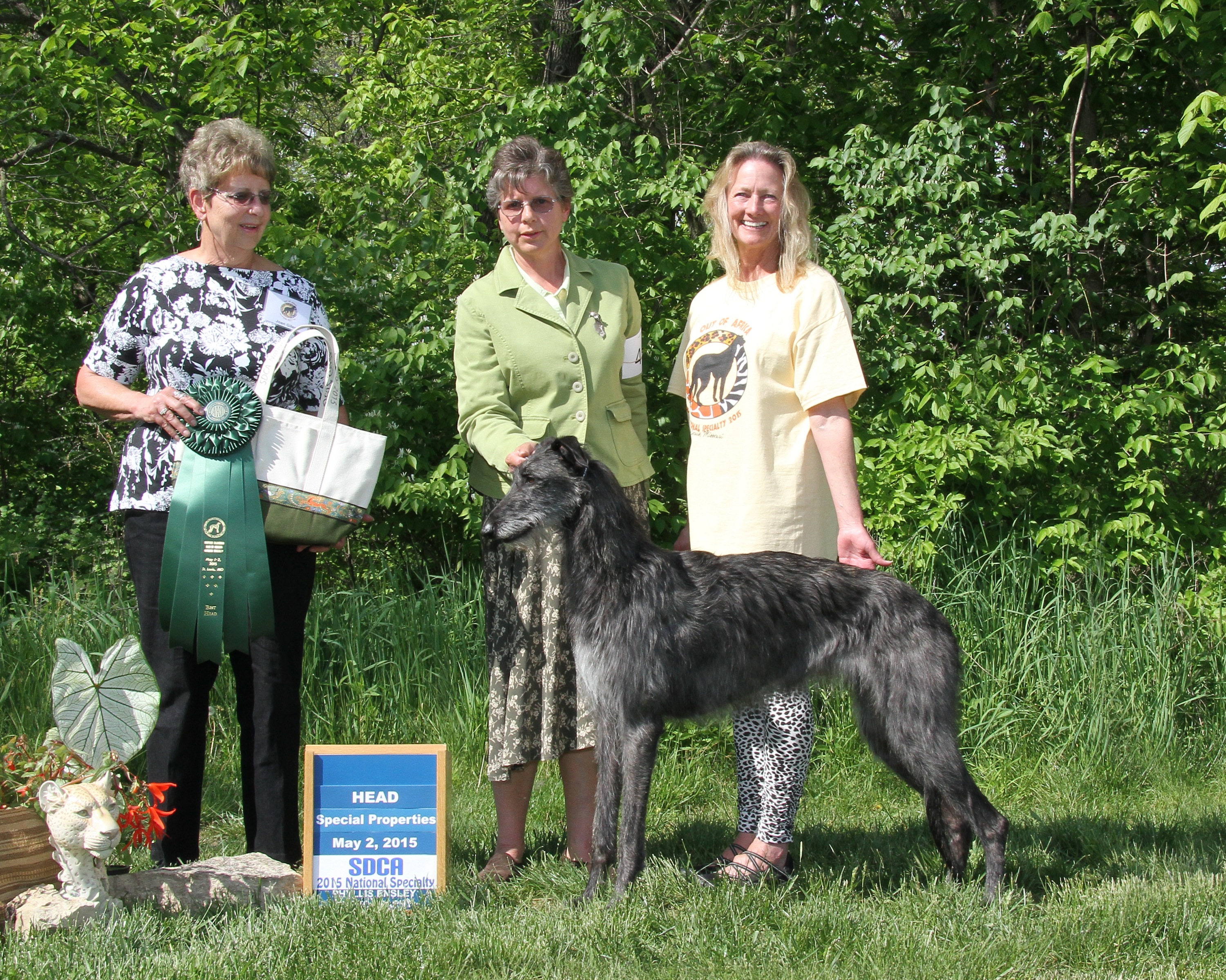 caerwicce deerhounds