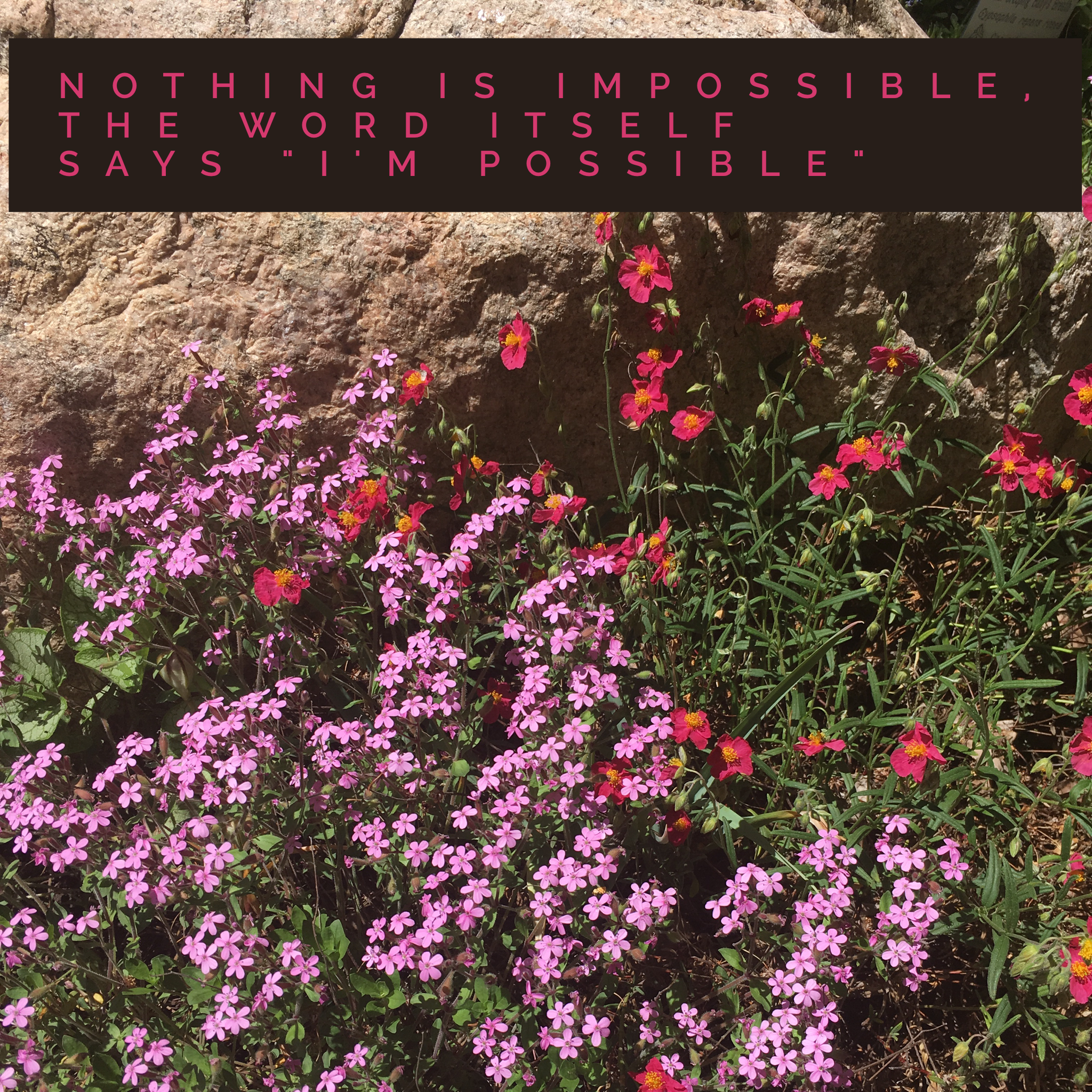 Rocks + Flowers = picture!