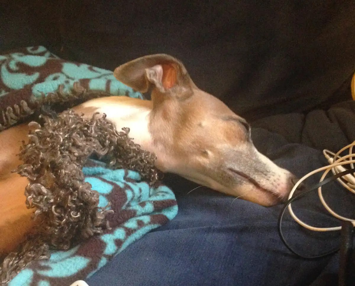 Photo of a sleeping Marbles the Italian Greyhound