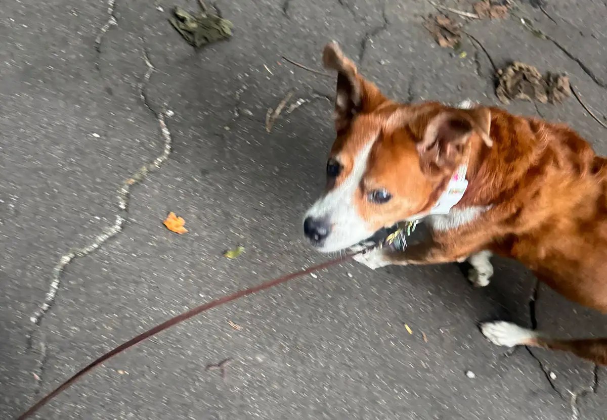 Photo of Bindi walking