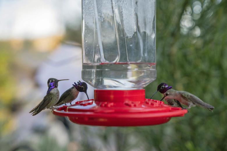 This image released by National Geographic shows Costa Hummingbirds at a feeder
