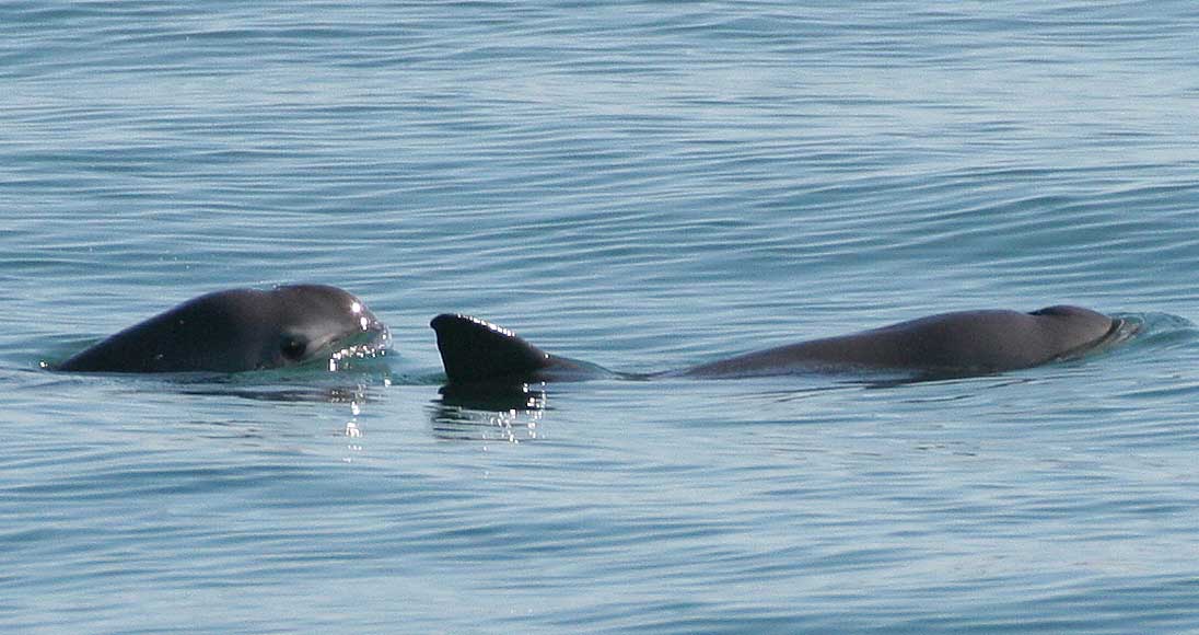 コガシラネズミイルカ 絶滅の危機にあるクジラ目の動物が助けを求めています Defend Planet