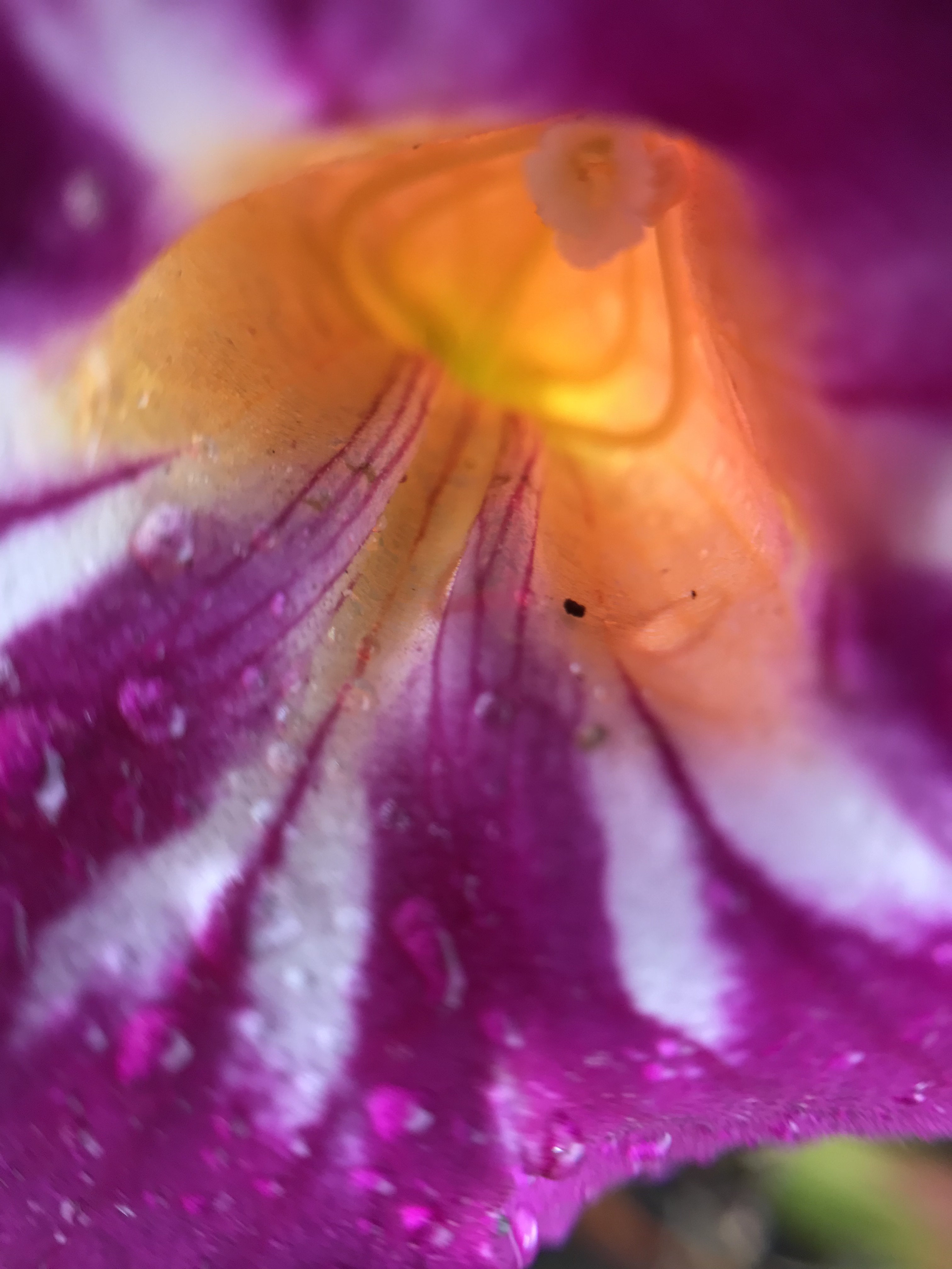 Trumpet Flower