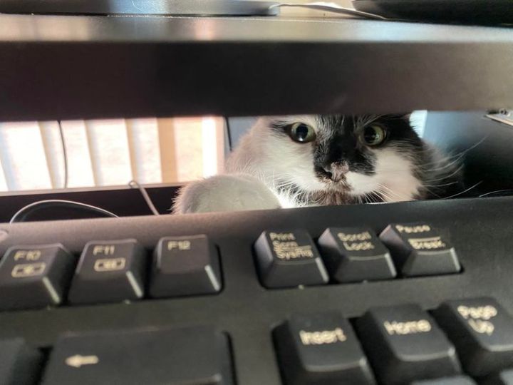 20 Times Our Pets Tried Too Hard To Be Clever And The Result Was Hilarious - image 4
