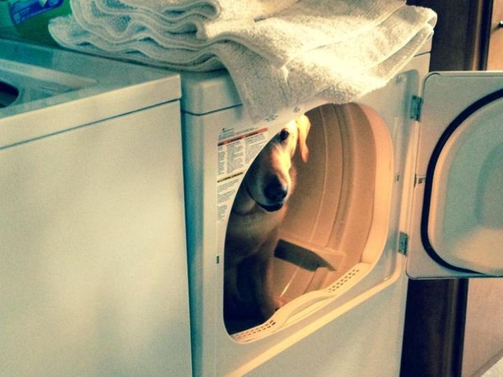 20 Times Our Pets Tried Too Hard To Be Clever And The Result Was Hilarious - image 12