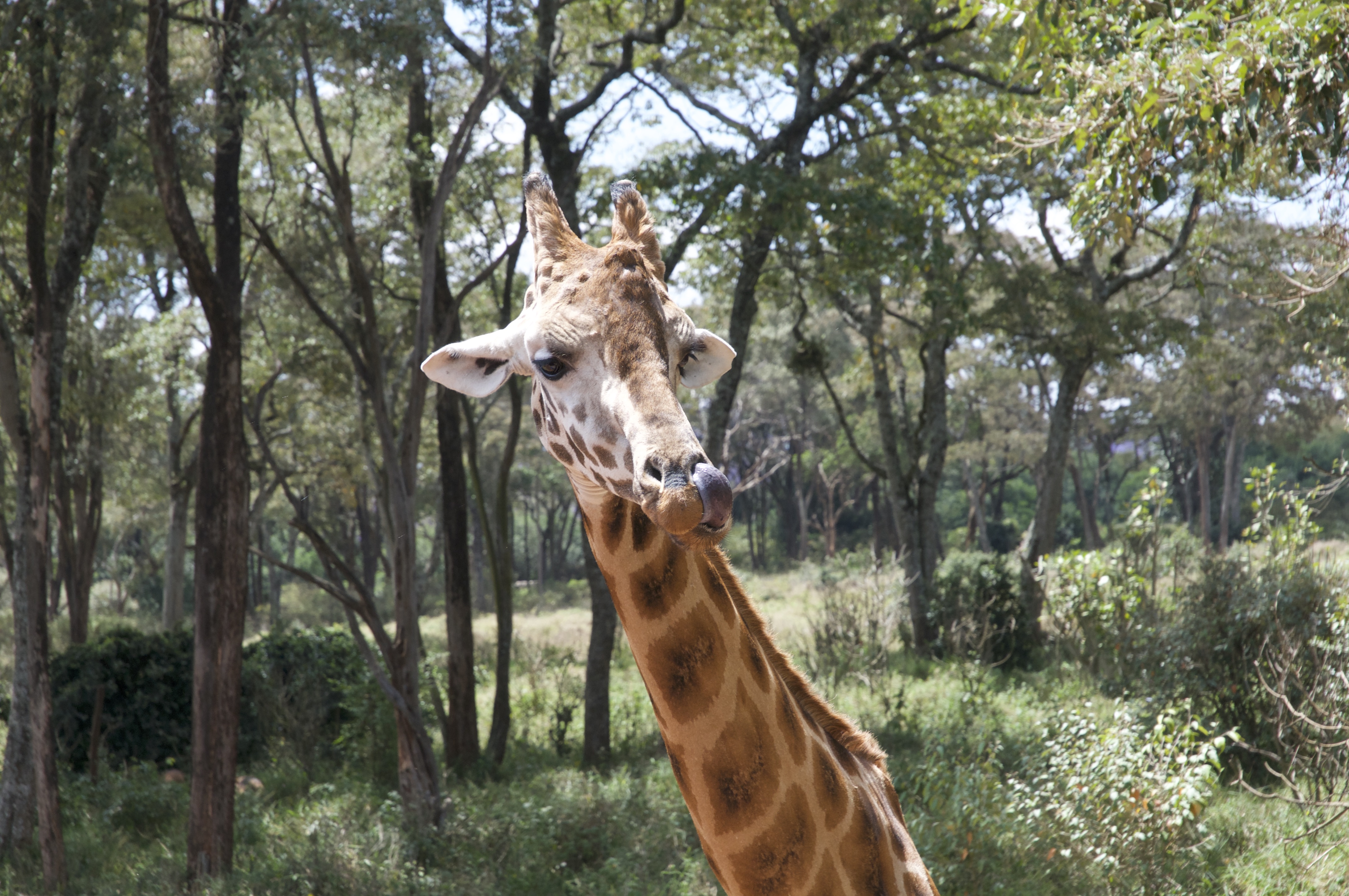 Giraffe