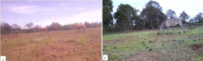 Wildlife Data Camera Trap Tutorial - Light Designs - Amazing Full HD Collection