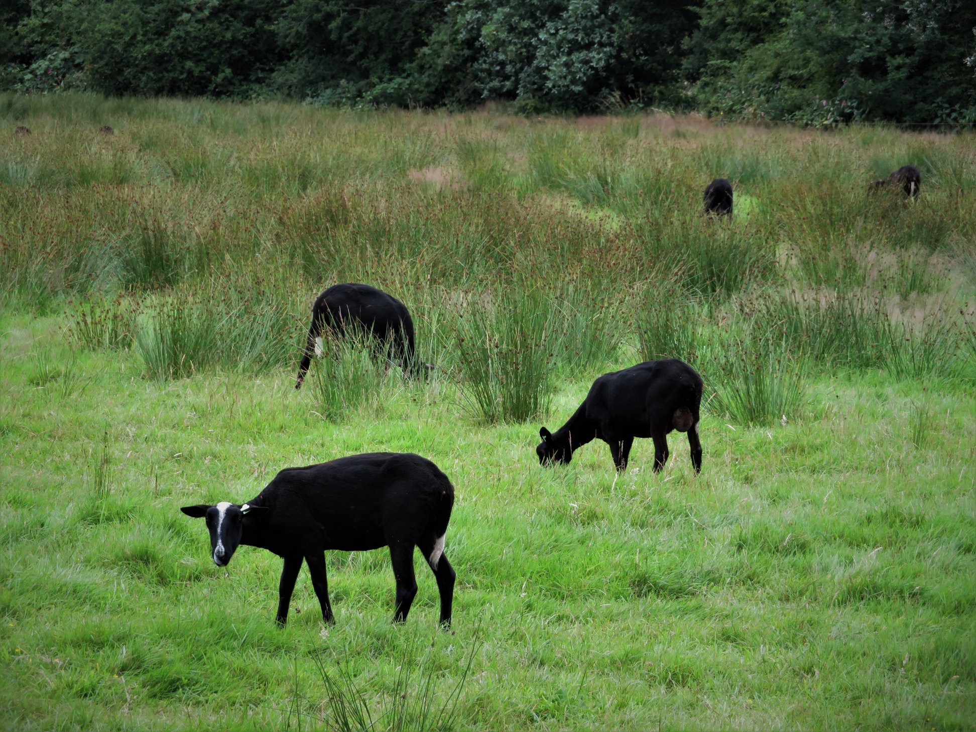 Begrazing op het terrein