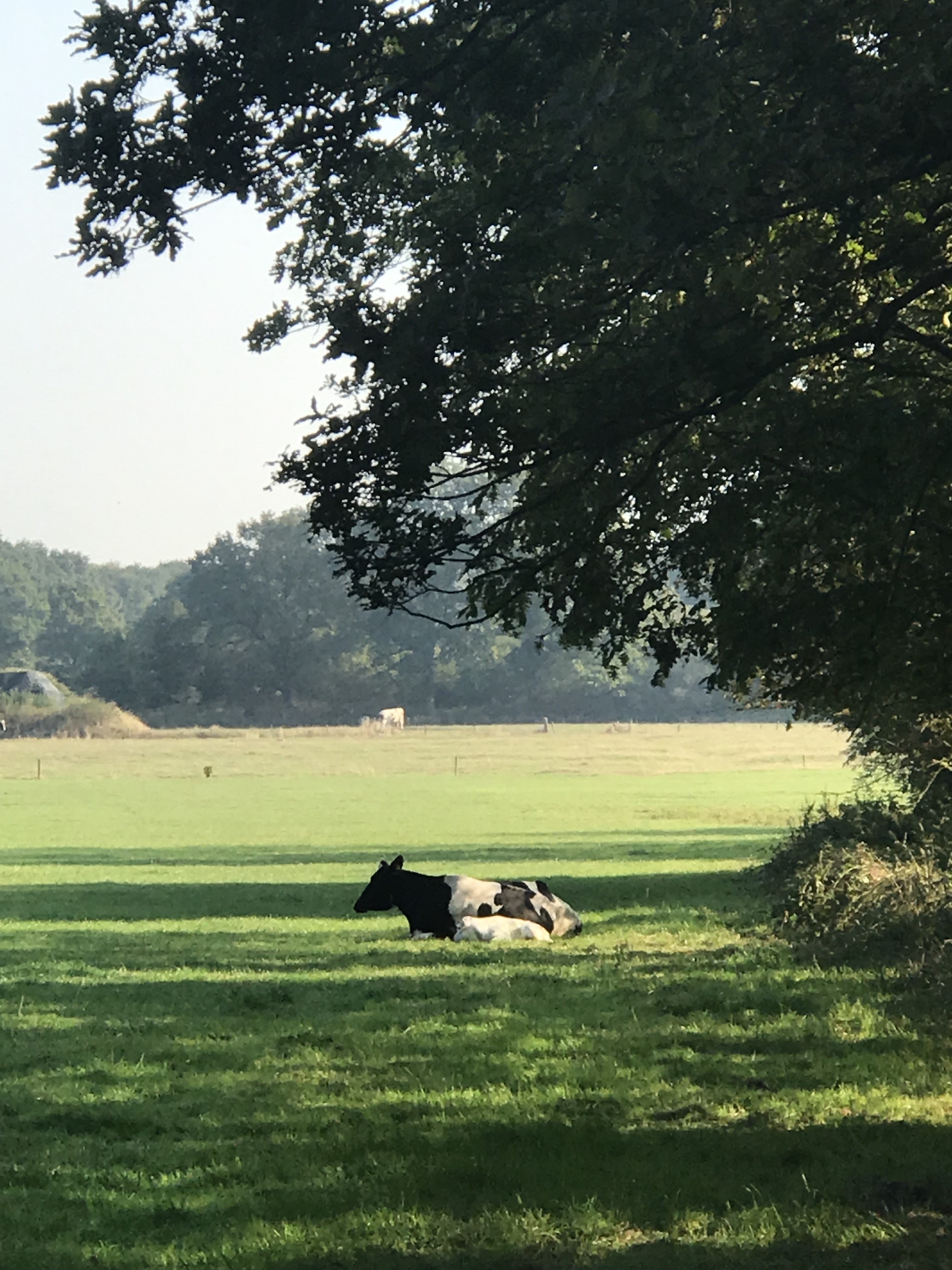 Op de es, koe met pasgeboren kalf