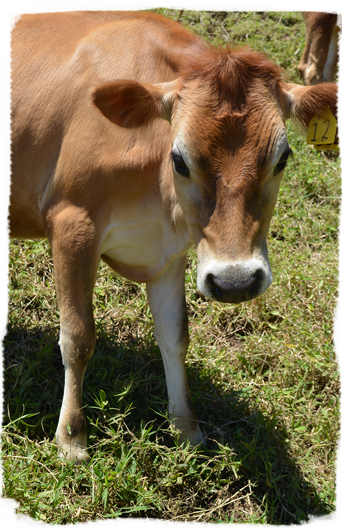 Ternero de raza Jersey