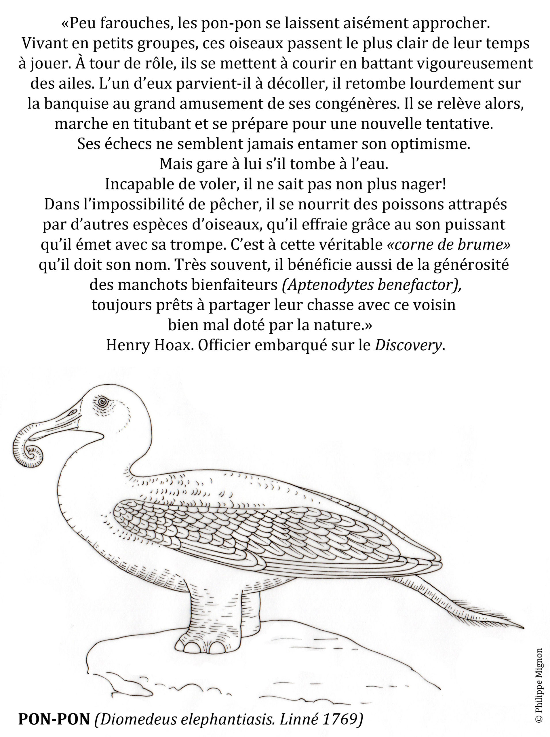 Le ponpon Coloriage délibéré