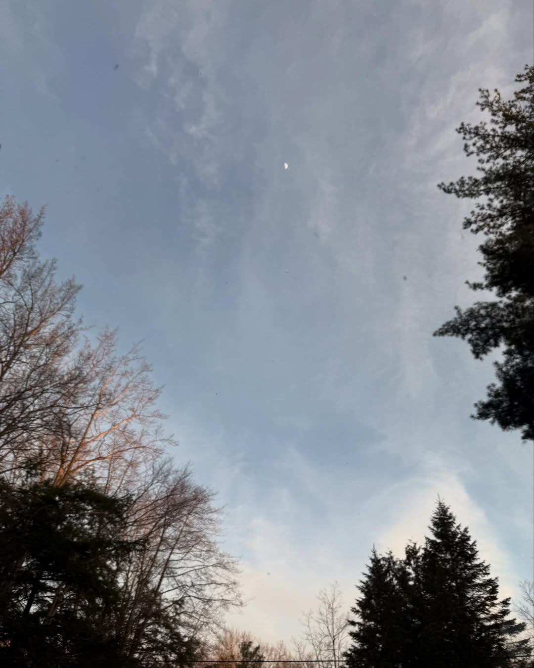 An image of the moon and clouds, tree and twilight.