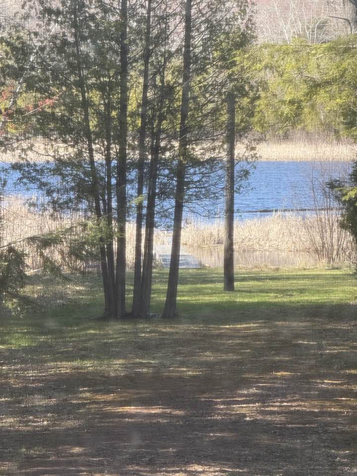 An image of eight trees in a field leading to a lake marsh area.