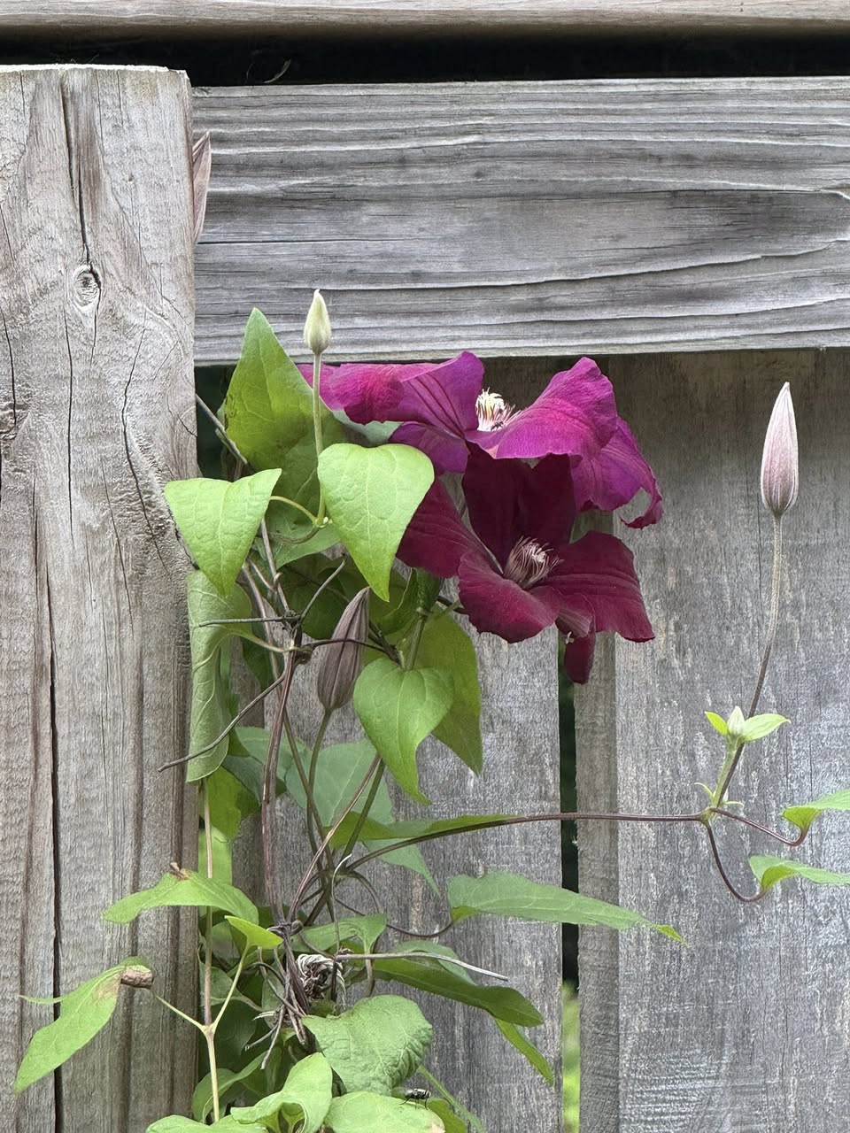 A red-colored flower near a wooden fence.