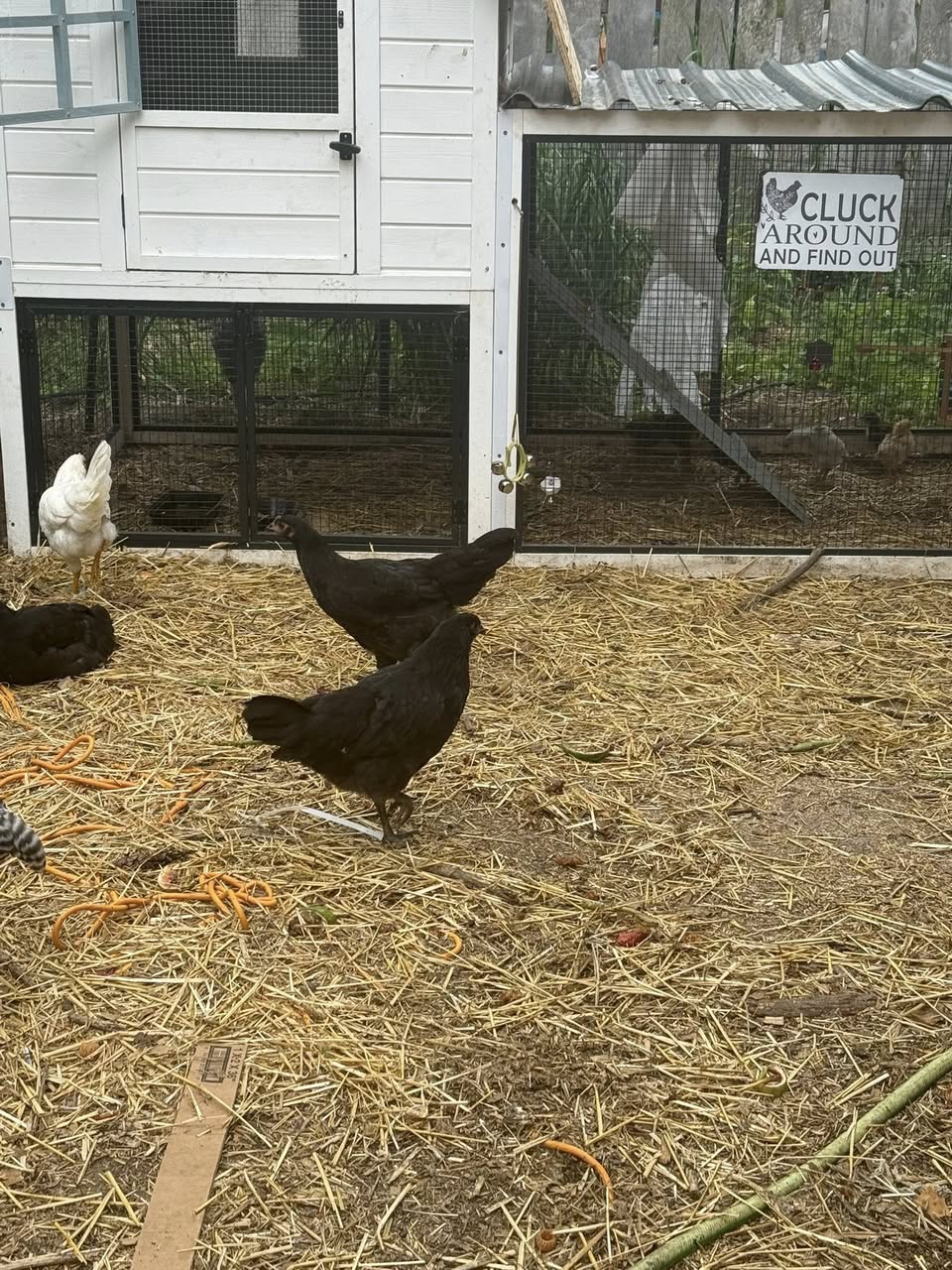 Chickens