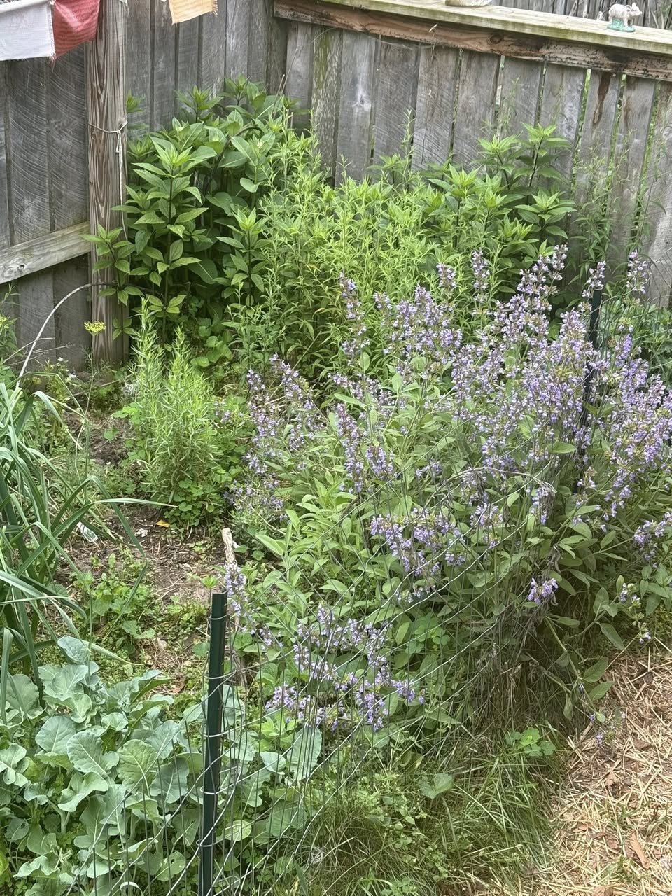 Picture of wild flowers near a corner of a fence
