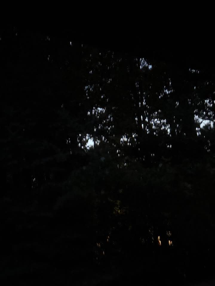 A dome of trees in the twilight of the day.