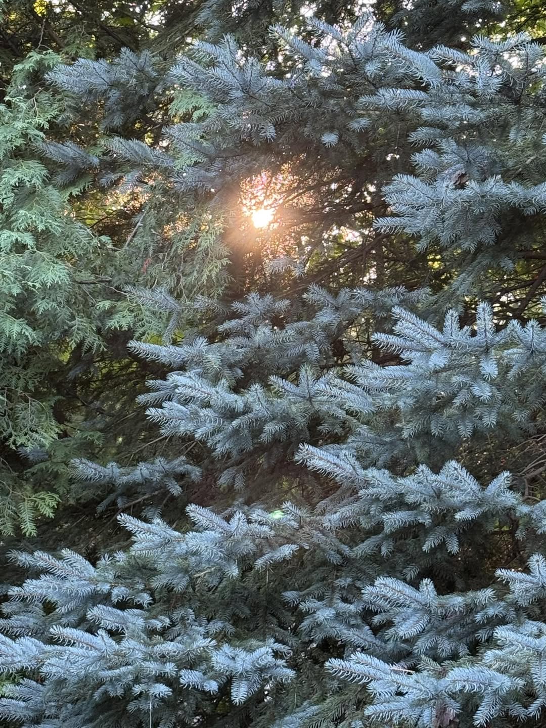 Pine trees with sunlight shining through the branches
