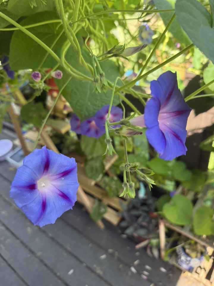 Close up photo of Morning Glory flowers on a wooden deck.