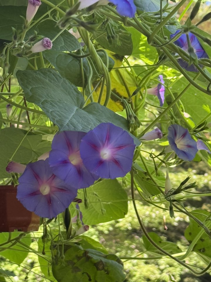 Close up photo of four Morning Glory flowers.