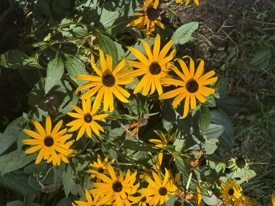 Photo of a cluster of small sunflowers in a field.