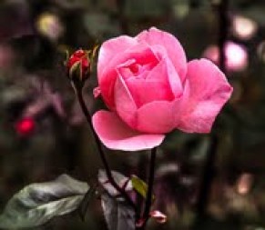 picture by Sherry g Rambin- Passionate Photographer ROSE