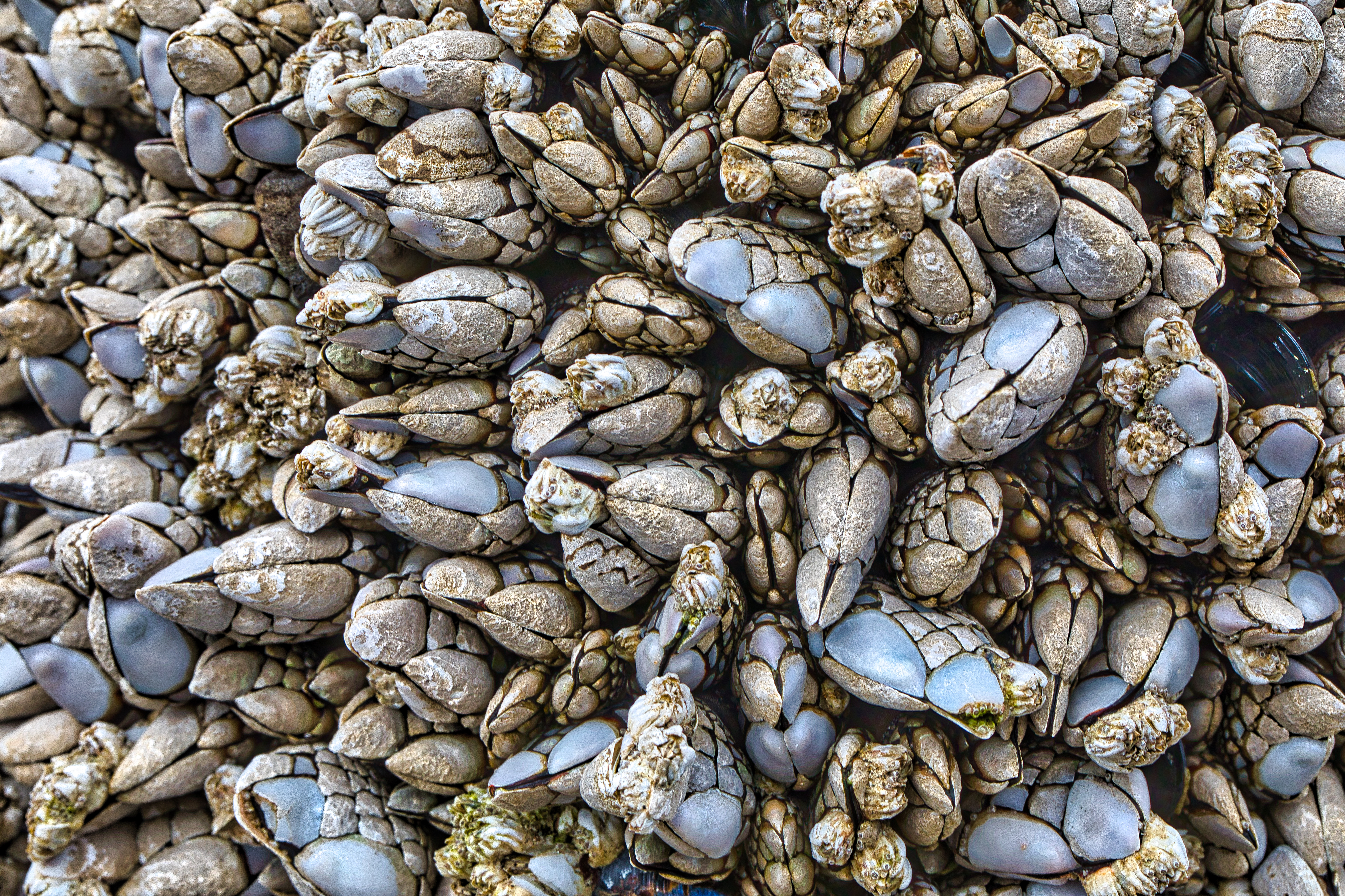 Neskowin Seashells