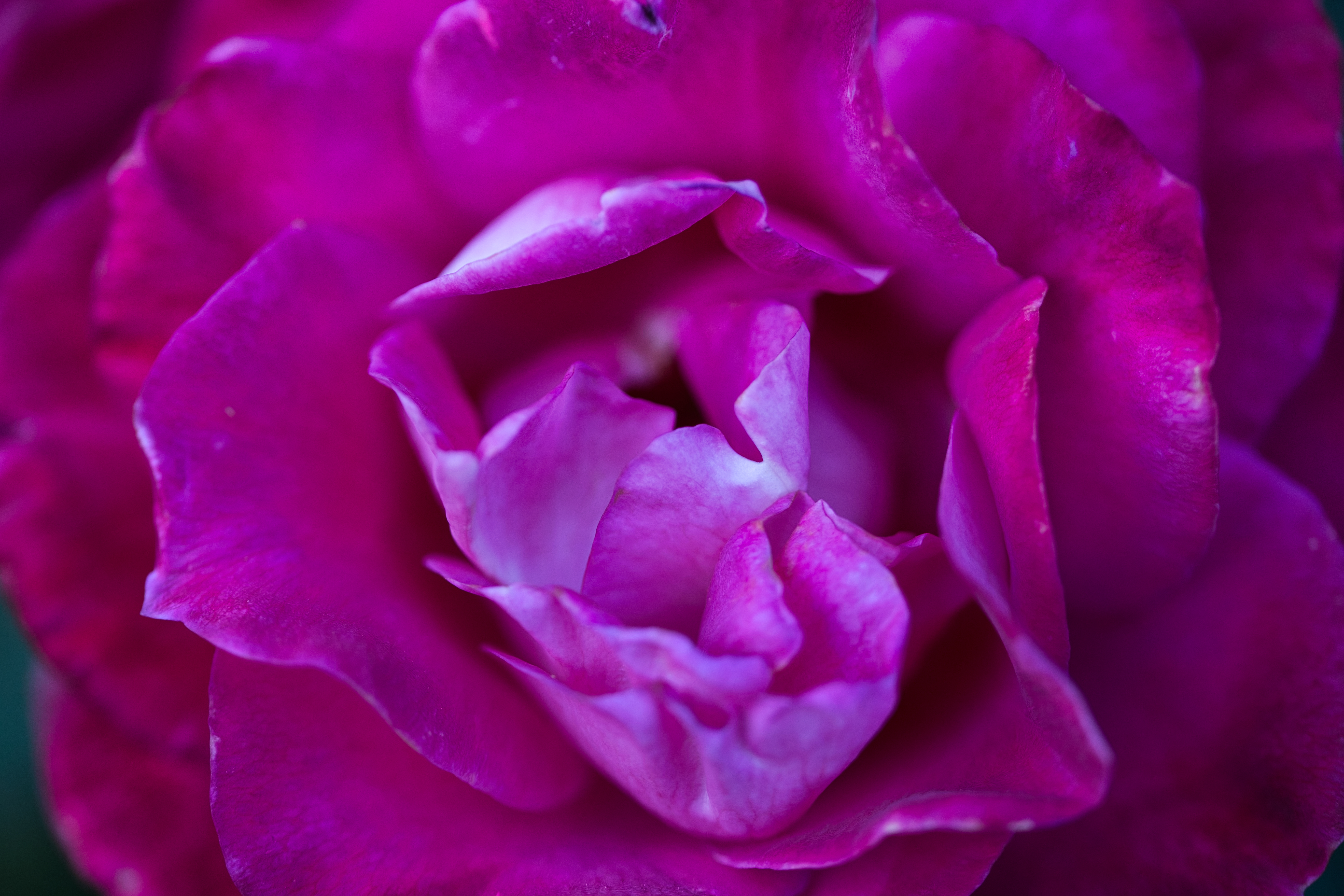 Pink Flower