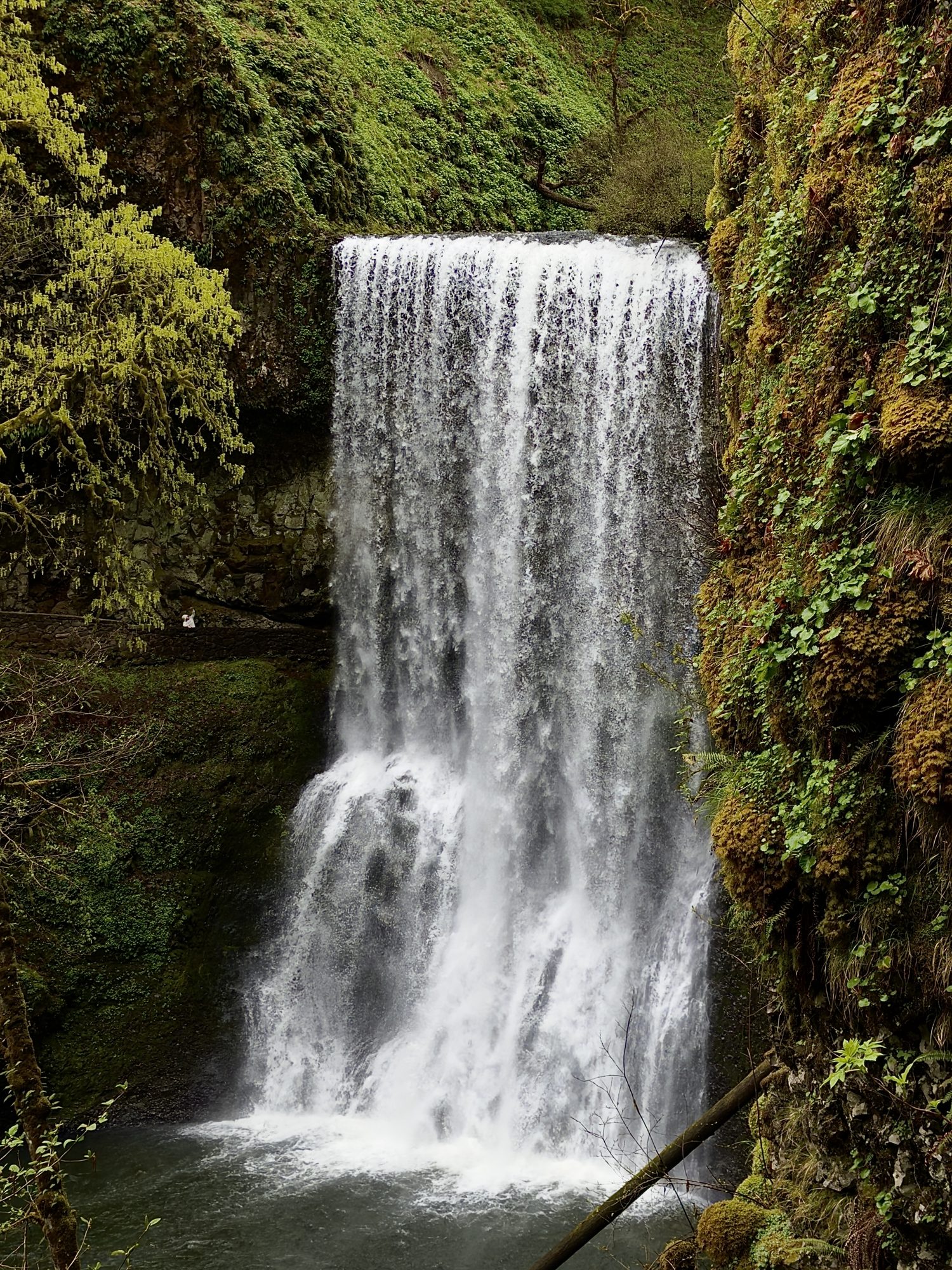 Silver Falls in Spring
